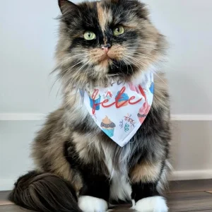 Bandana anniversaire pour chien et chat – C'est ta fête ! | Amis & Animaux