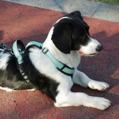 HARNAIS POUR CHIEN - Anti-fugue avec Poignée confortable | PabloHarness™ – Image 4